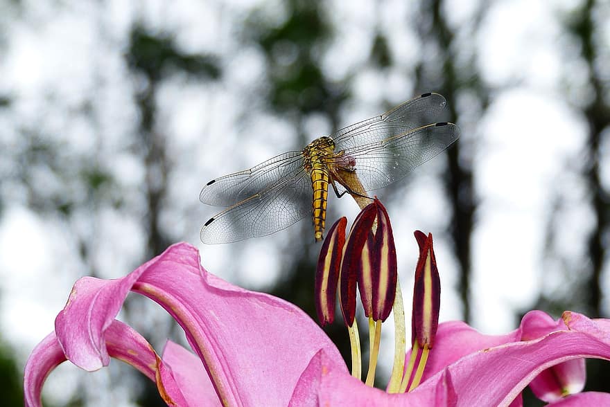 Dragonflies, Flower, Pistils, Petals, Black-tailed Skimmers, Wings, Insect, Arthropods, Animals, Biology, Summer