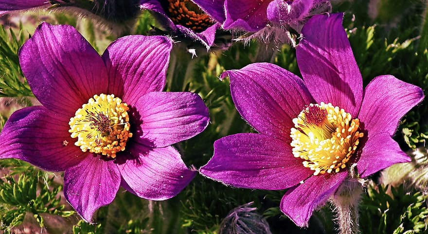 Pulsatilla Vulgaris, Flowers, Garden, Purple Flowers, Petals, Purple Petals, Bloom, Blossom, Flora, Plants, Nature