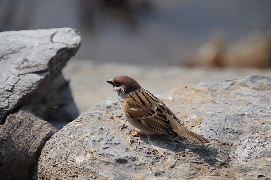 Sparrow, Bird, Perched, Animal, Feathers, Plumage, Beak, Bill, Bird Watching, Ornithology, Animal World