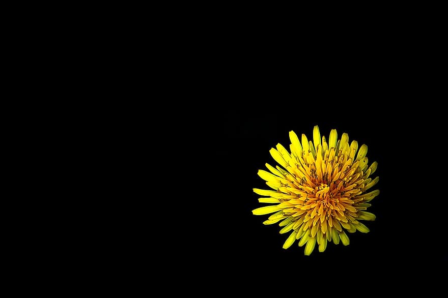 keltainen kukka, voikukka, kukka, musta tausta, tausta, kevät, luonto, tapetti, keltainen voikukka, keltainen, kasvi