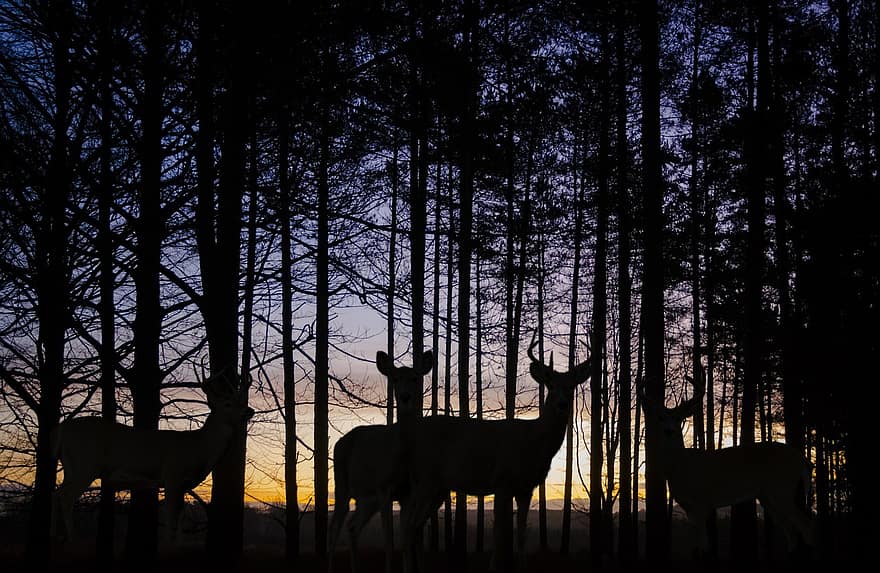 Hintergrund, Wald, Sonnenuntergang, Hirsch, Fantasie, Tiere, digitale Kunst