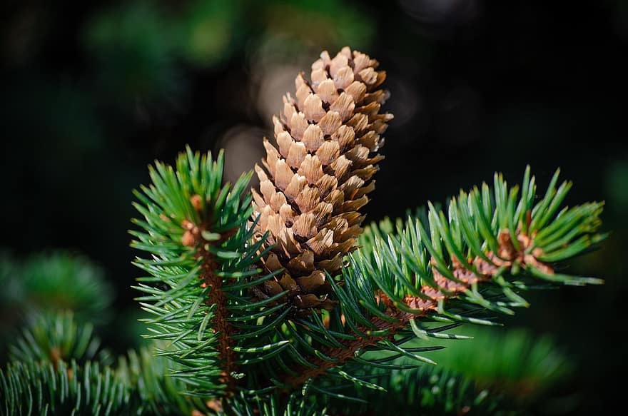 Pine, Cone, Spruce, Needles, Christmas Tree, Sprig, Nature