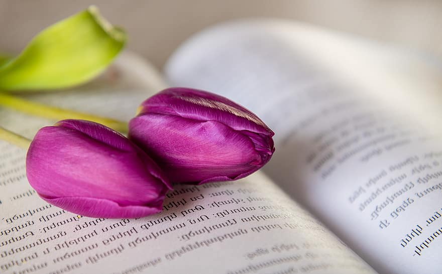 тюльпани, книга, сторінки, відкрита книга, література, квіти, фіолетові квіти, квіти фіалки, зрізані квіти, цвітіння, Рослина