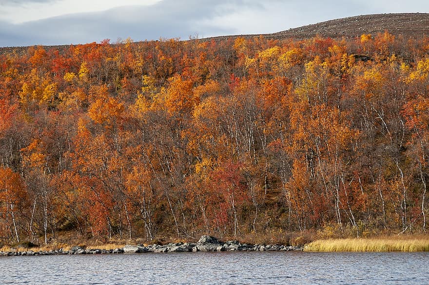 musim gugur, danau, hutan, Finlandia, alam, Lapland, pohon birch, kilpisjärvi