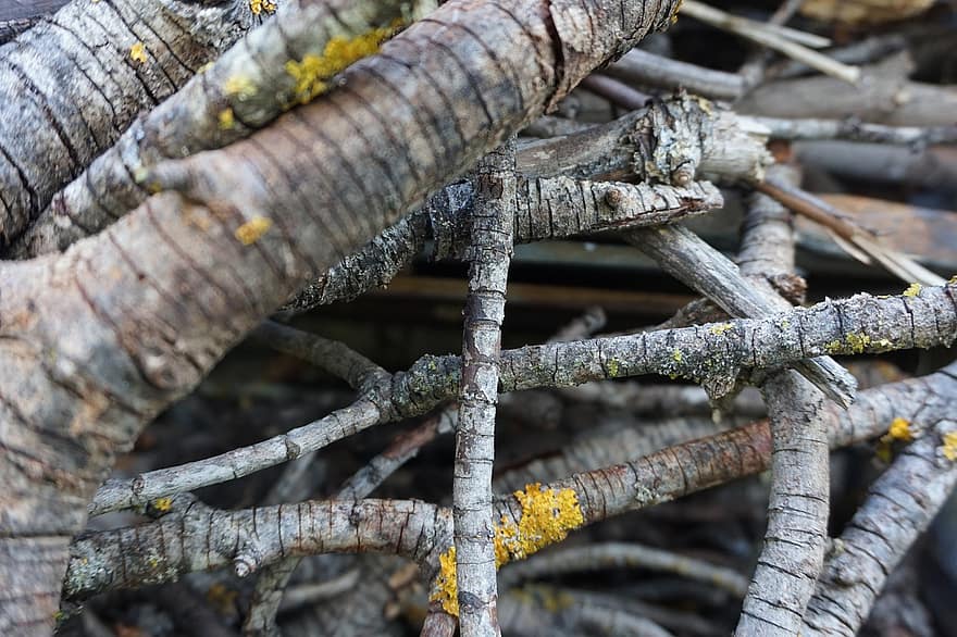 Pine, Wood, Tree Branches, tree, forest, branch, close-up, leaf, plant, tree trunk, old