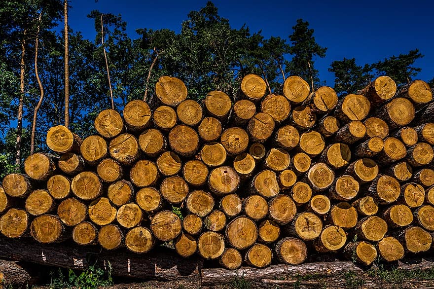 arbre, bois, Balles de bois, forêt, sylviculture, résine, Couper, empiler, industrie du bois, bûche, tas de bois