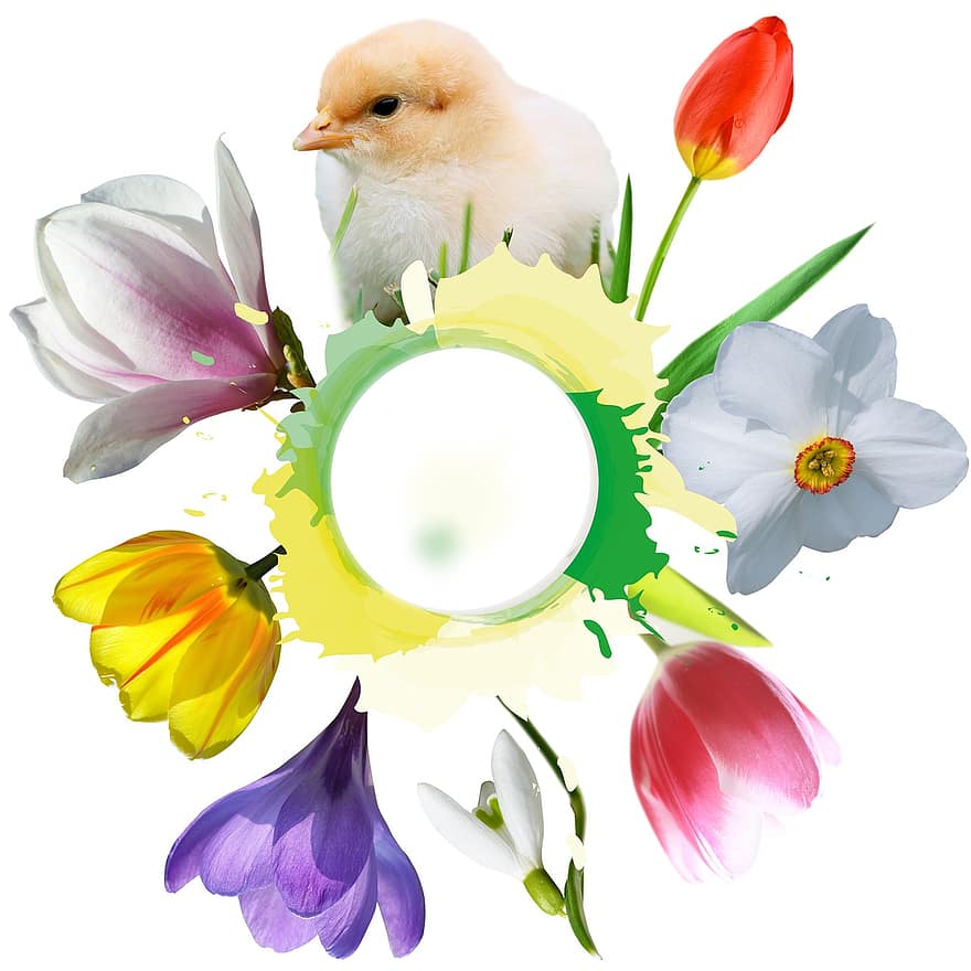 csibék, tavaszi, frühlingsanfang, tavaszi ébredés, húsvéti, virág, tulipán, sáfrány, magnólia növény, nárcisz, hópehely