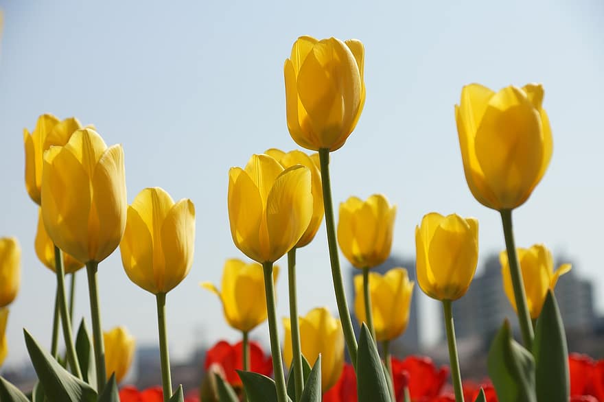 tulpė, pavasario gėlės, gėlių sodai, parkas, geltona gėlė, flora, geltona, gėlė, pavasarį, augalų, vasara