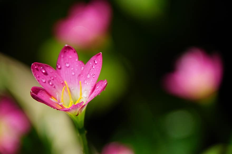 flor, lírio de chuva, lírio chuva rosa, Flor, botânica, pétalas, natureza, macro