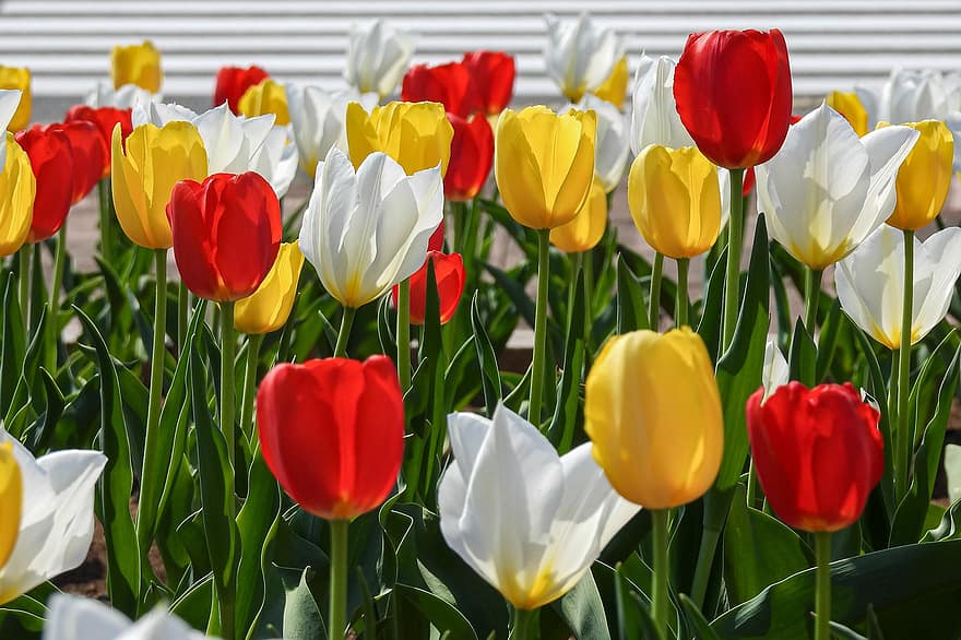 blomster, tulipan, landskab, plante, forår, sæson-, vækst, natur, flor, grøn farve, blomst