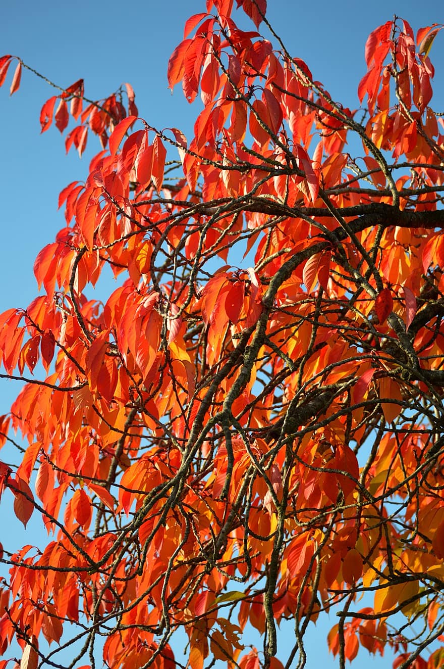 есен, листа, шума, есенни листа, есенна листа, есенния сезон, попадат зеленина