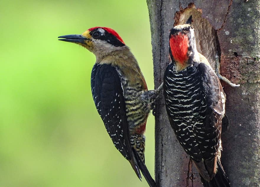 Birds, Black-cheeked Woodpeckers, Nature, Avian, Wildlife, Ornithology, beak, animals in the wild, feather, close-up, branch