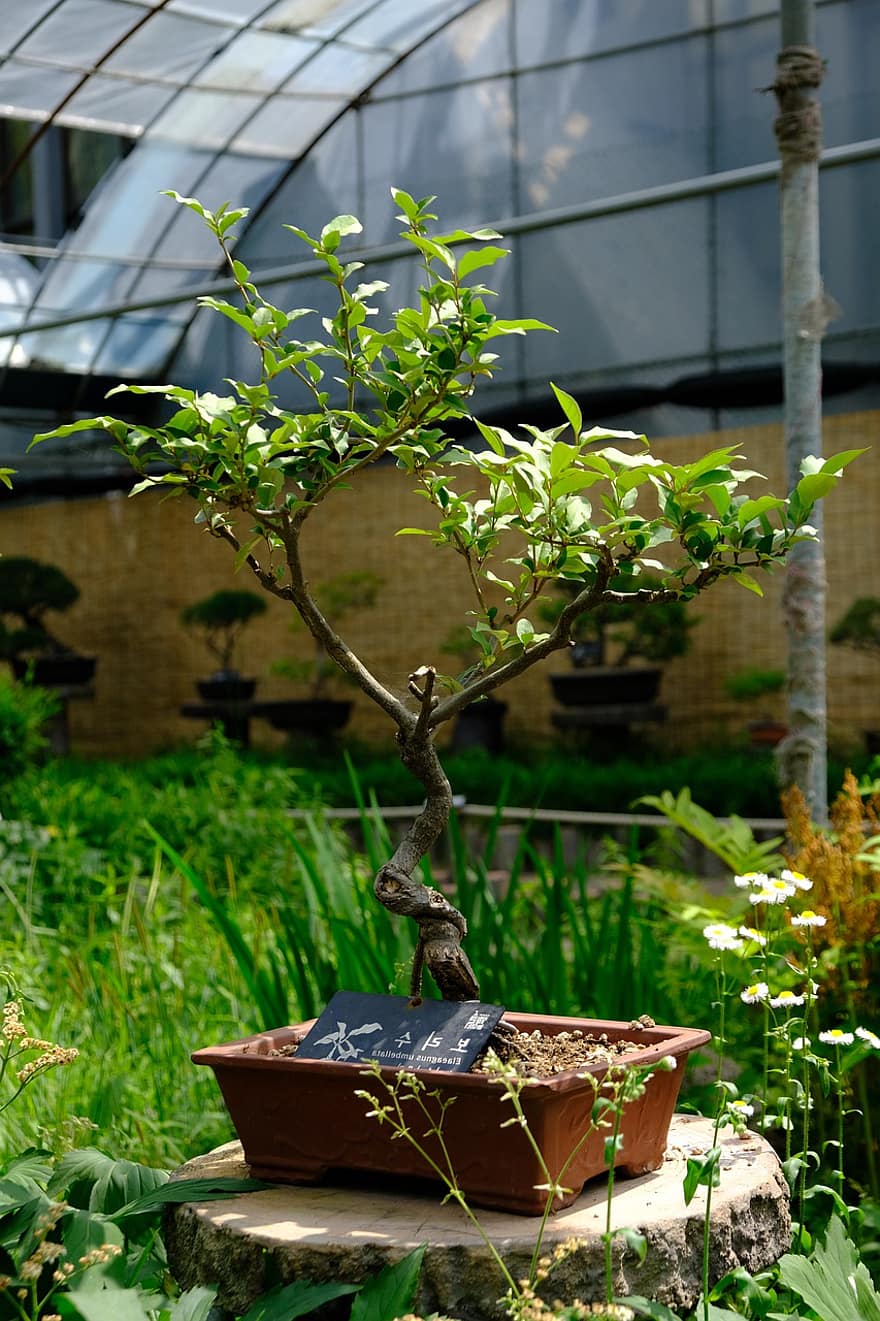 bonsai, fabriek, natuur, boom, blad, groei, groene kleur, tuinieren, bloempot, plantkunde, landbouw