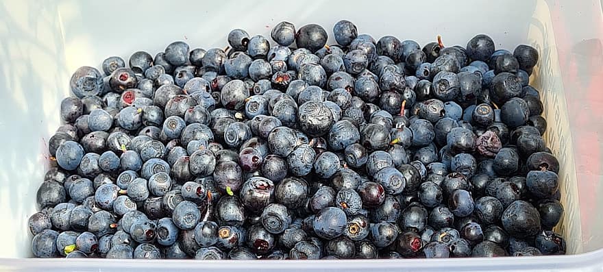 blåbær, bær, frugter, mad, frisk, sund og rask, moden, organisk, sød, fremstille, høst