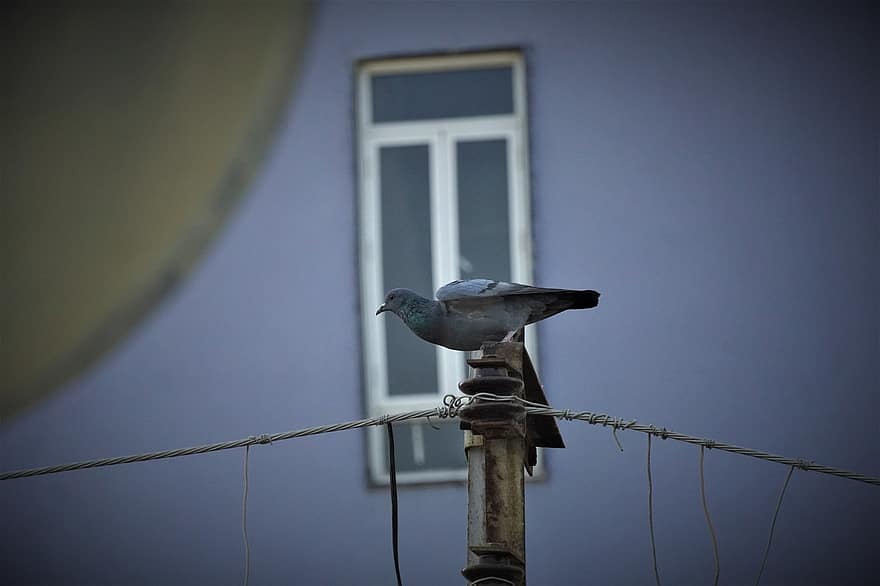 pasăre, natură, porumbel, Așteptând să Zboare, aștepta, electricitate, pol, cioc, pană, a închide, albastru