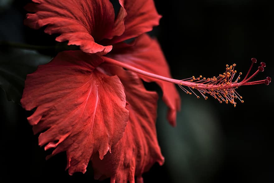 Hibiskus, Blume, rote Blume, Blütenblätter, rote Blütenblätter, blühen, Pflanze, Stempel, Flora, Natur