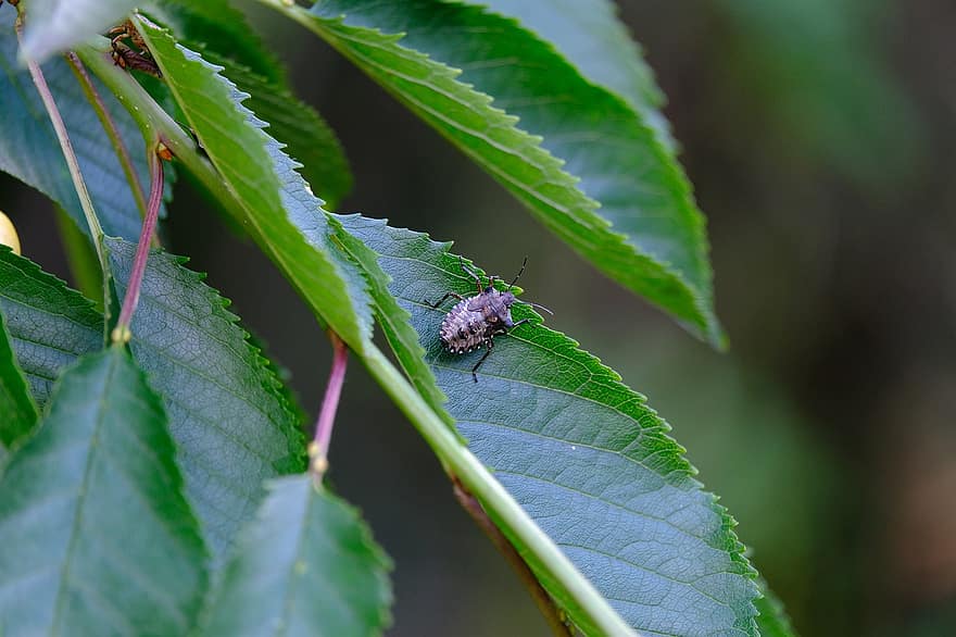 pluskwa, Marmurkowy Drzewo Bug, Halyomorpha Halys, śmierdzący chrząszcz, Bmsb, Drzewo robaki typu, Azjatycki Smród Bug