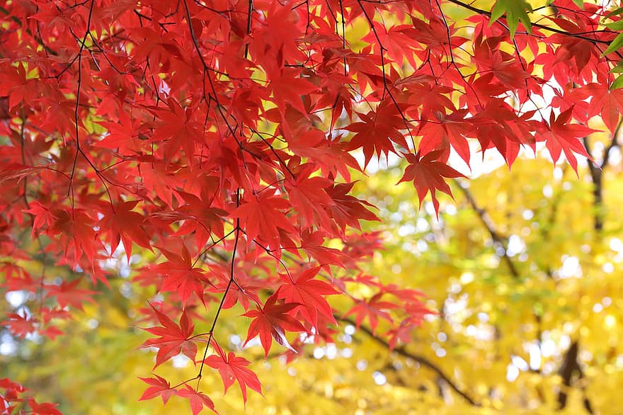 Maple, Leaves, Fall, Autumn, Maple Leaves, Autumn Leaves, Branch, Tree, leaf, yellow, season