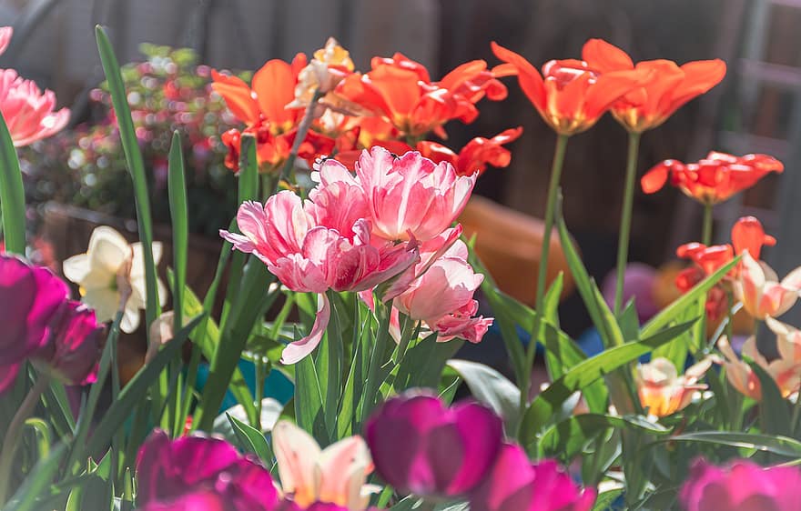 květiny, jaro, květ, tulipány, botanika, park, venku, poupata, květinové aranžmá, kvetoucí rostliny, okrasných rostlin