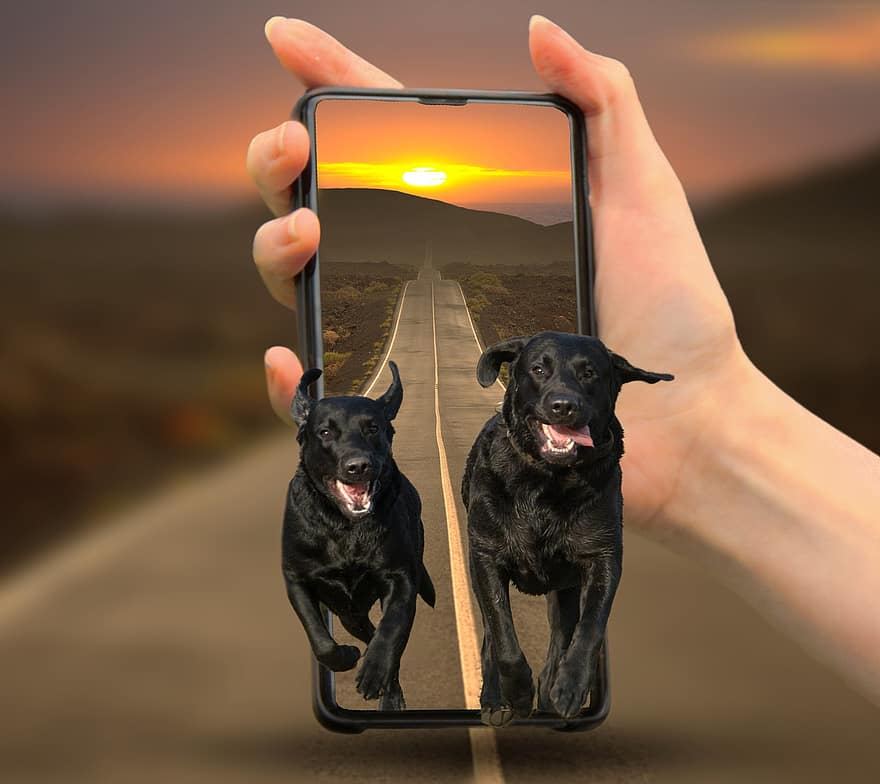 Labrador, kutyák, házi kedvenc, állat, aranyos, vizsla, fekete, Mobil, telefon