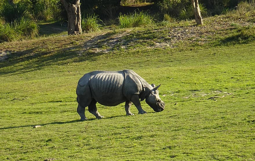 носорог, една рога, животно, див, дивата природа, застрашените, unicornis, Kaziranga, национален парк, светилище, Асам
