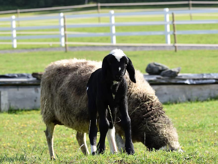 ovelhas, cordeiros, rebanho, animais, pastando, animais de fazenda, grama, pecuária, lã, mundo animal, Prado