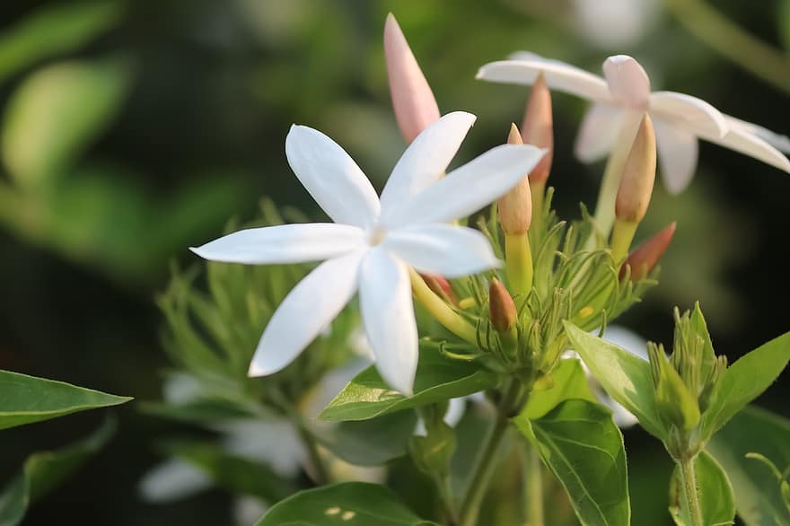 kukka, Tähti Jasmine, kukinta, kasvitiede, kasvi, terälehdet, kasvu, makro