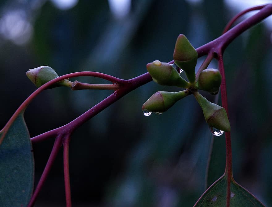 eucalipto, ramo, gocce di pioggia, pianta, pioggia, acqua, rugiada, albero, le foglie
