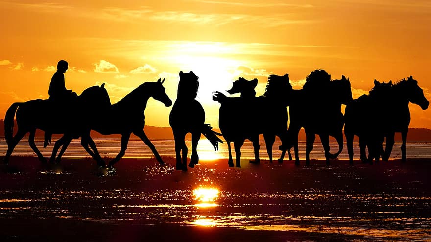 le coucher du soleil, camargue, les chevaux, sauteur, la nature, eau, paysage, réflexion, étang, animaux