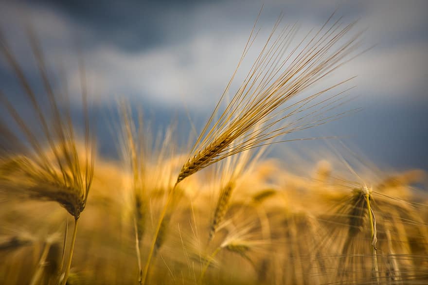 gandum, bidang, sereal, pertanian, ladang jagung, garapan, pedesaan, pemandangan, alam, paku, panen