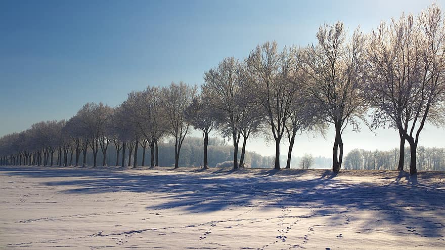 copaci, zăpadă, iarnă, îngheţat, cer, rece, îngheţ, bruma, natură, snowscape