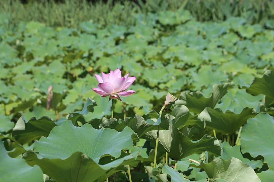 loto, estanque de lotos, lirio de agua, flor de loto, Flores rosadas, naturaleza, estanque, hoja, planta, cabeza de flor, verano