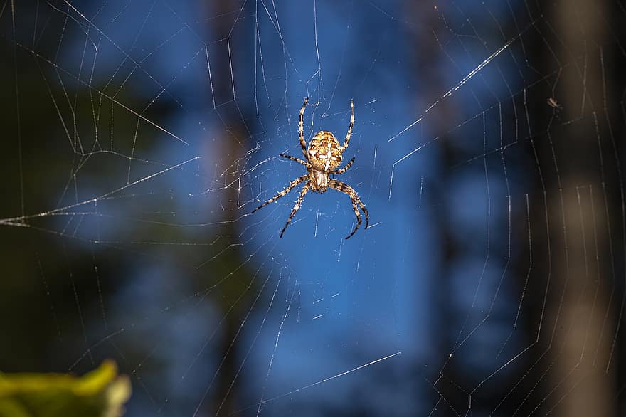 európai kerti pók, diadem pók, Orangie, kereszt pók, koronás orb szövő, araneus diadematus, pók, pókháló, pókféle, rovar, közelkép