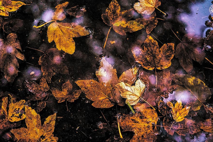 herfstbladeren, gele bladeren, water, water reflectie, bladeren