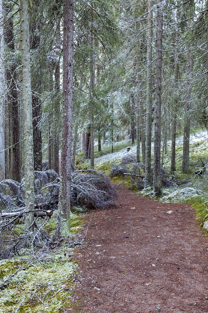 bosc, sender forestal, naturalesa, paisatge, fusta, arbres, la primera neu, gelades, set