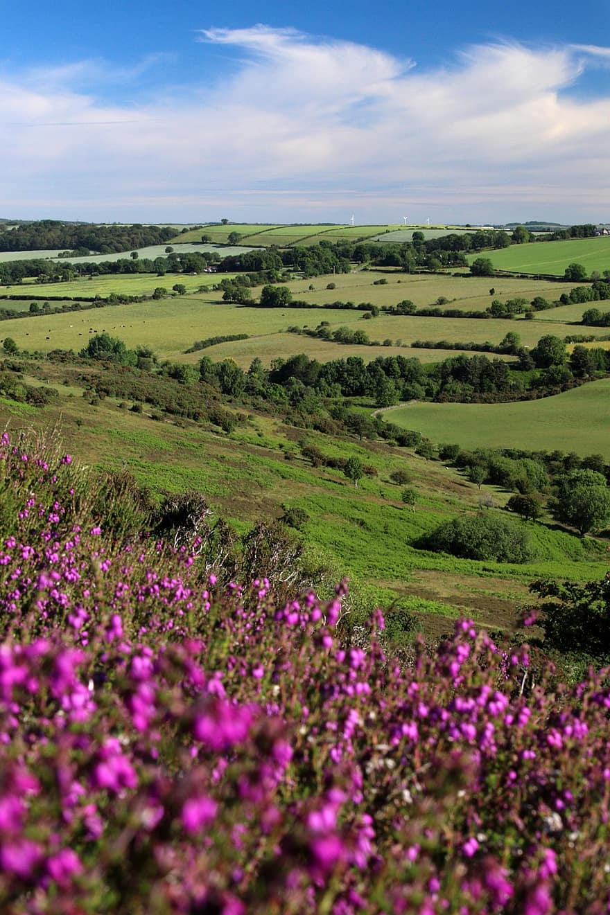 Flowers, Heather, Hills, Moorland, Grass, Summer, Countryside, Outdoors, Scenic, Scenery, Nature
