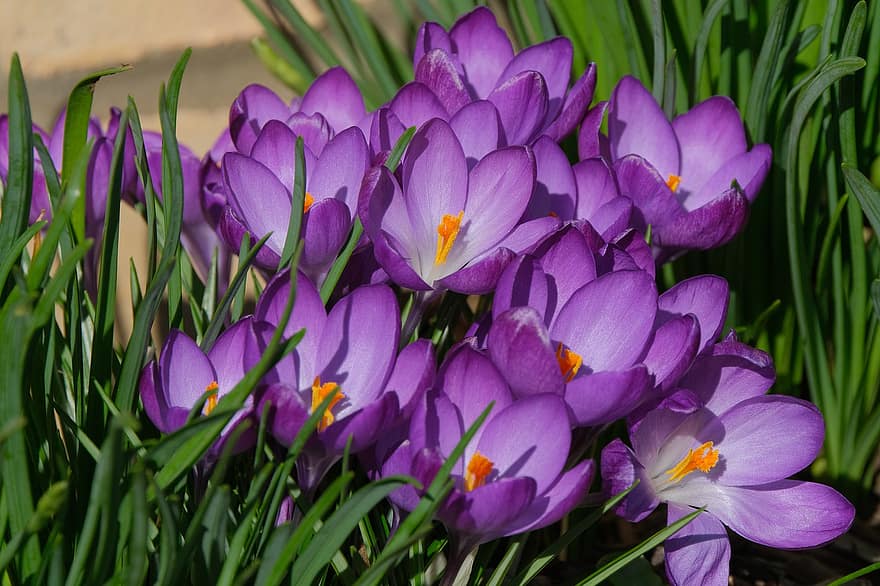 цветы, крокус, природа, весна, завод, пурпурный, цветение, цвести, ботаника, сад, парк
