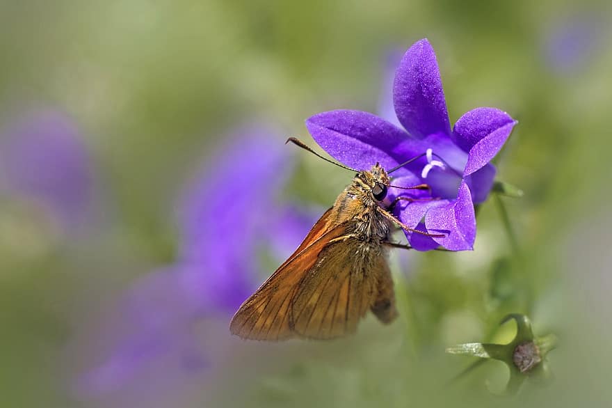 Butterfly, Insect, Moth, Macro, Flower, Bellflower, Garden, Violet, Ali, Antennas, Spring