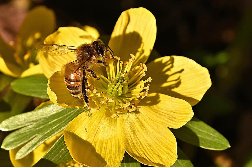 winterling, hunajamehiläinen, varhainen kukinta, kukka
