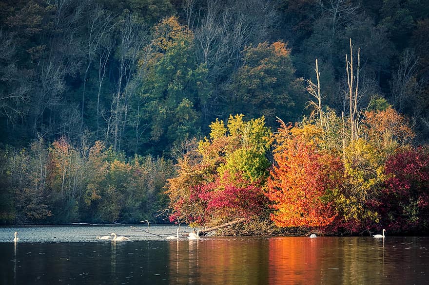 lago, alberi, autunno, foglie d'autunno, fogliame autunnale, colori autunnali, stagione autunnale, cigni, uccelli acquatici, uccelli, guadare