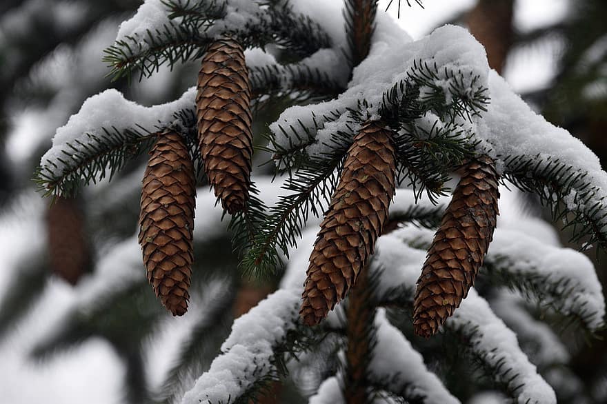 cones, Pinha, natureza, inverno, neve, fechar-se, raminho, floresta, enfeitar, árvore, árvore conífera