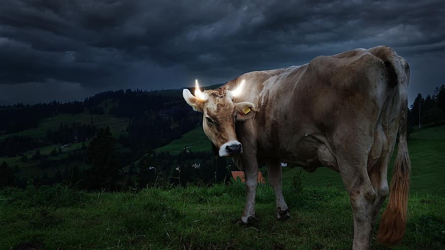 vaca, Chifres brilhantes, Suíça, montanhas
