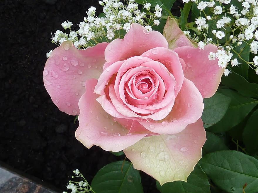 Rose, Rosa, Rosenblüte, Wassertropfen, offene Rose, blühen, Flora