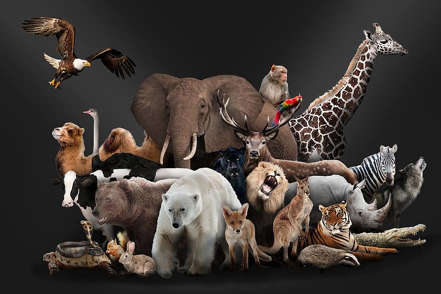 hayvanlar, hayvan Krallığı, vahşi hayvanlar, Toplamak, Afrika, sevimli, grup, zürafa, fil, arka, küçük