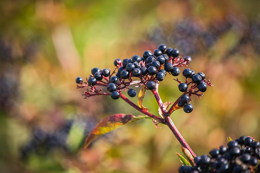 Wild Elderberry, Berries, Fruits, Cluster, Toxic, Plant, Nature