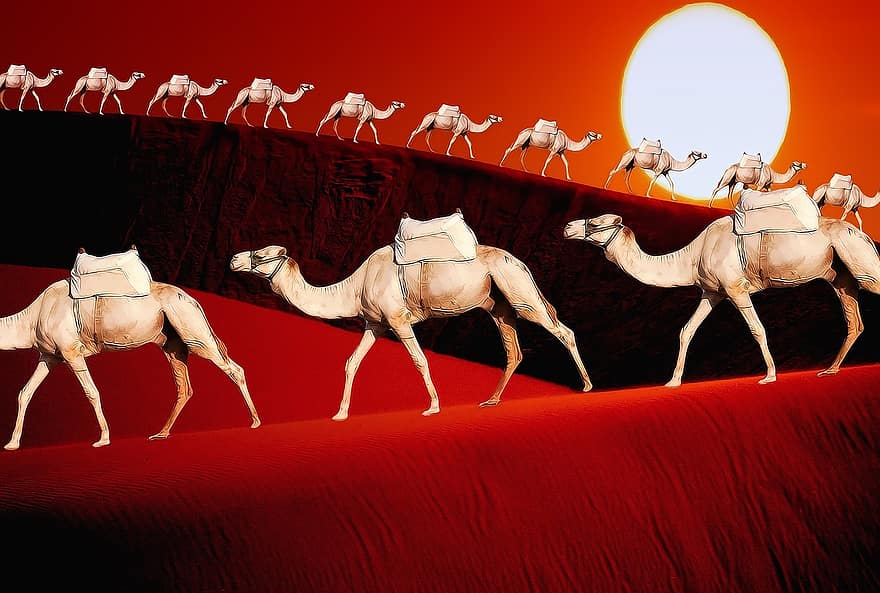 djur, kameler, dromedar, natur, däggdjur, afrikansk, öken-, design, arab, egypten, nationell