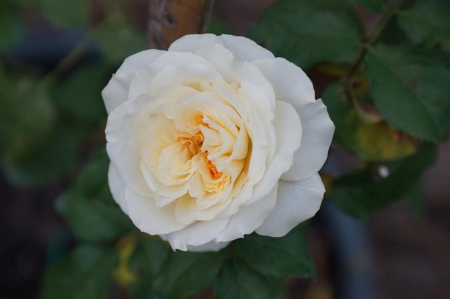 rosa, bianca, fiore, petali, rosa Bianca, fiore bianco, petali bianchi, fioritura, fiorire, flora, petali di rosa