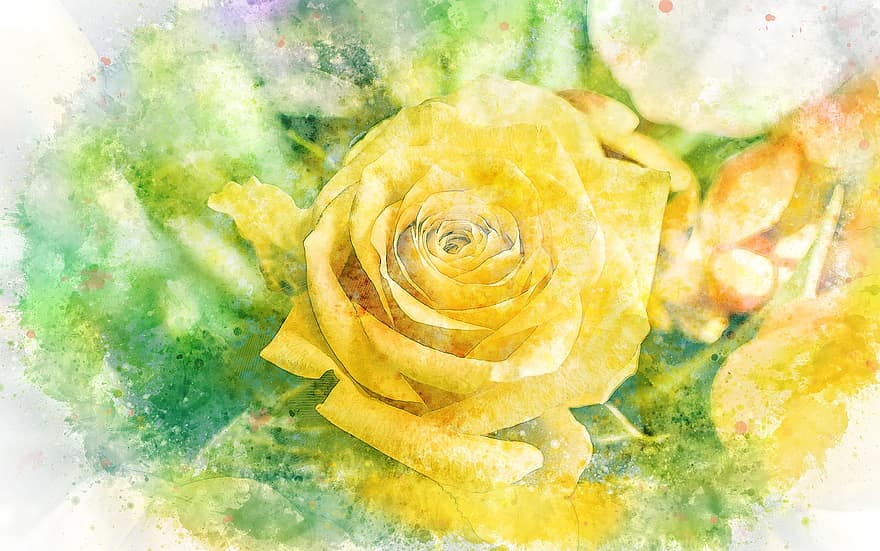 Rosa, ramo de flores, flor, pétalo, floral
