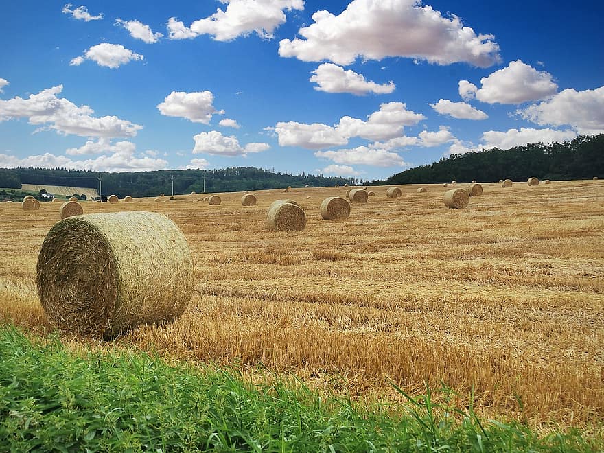 lauke, šiaudai, dangus, šiaudų rulonai, derlius, Žemdirbystė, grūdų, vasara, pobūdį, kukurūzų laukas, paplotė
