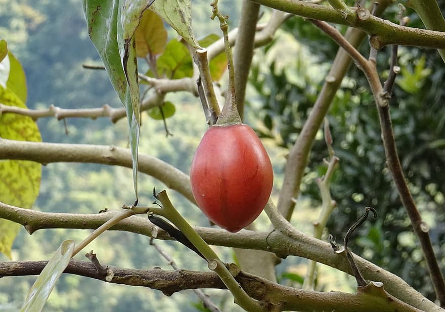 Fruta, tamarillo, Solanum Betaceum, berenjena, comestible, maduro, arbusto, planta, solanáceas, Arunachal